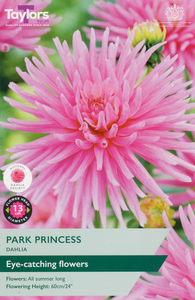 Dahlia ‘Park Princess’ from Taylors Bulbs