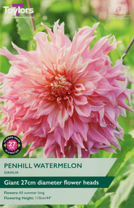 Dahlia ‘Penhill Watermelon’ from Taylors Bulbs