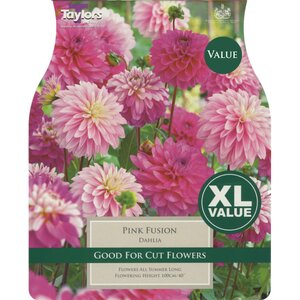 Dahlia - Pink Fusion (3 per Pack)