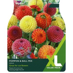 Dahlia - Pompon & Ball Mixed (3 per pack)