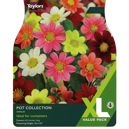 Dahlia - Pot Collection (3 per pack)