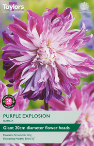 Dahlia ‘Purple Explosion’ from Taylors Bulbs