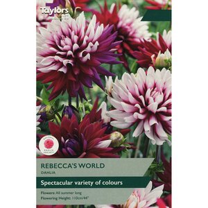 Dahlia - Rebecca's World (1 per Pack)