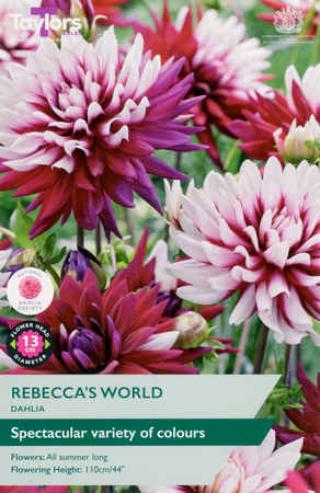 Dahlia - Rebecca's World (1 per Pack)