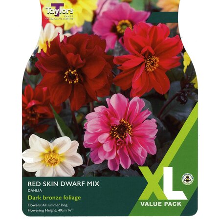 Dahlia - Red Skin Dwarf Mixed (5 per pack)