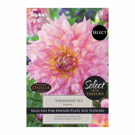 Dahlia - Strawberry Ice (2 Pack)