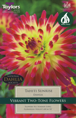 Dahlia - Tahiti Sunrise (1 per Pack)