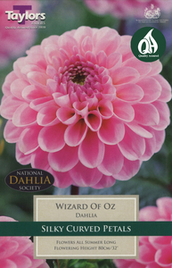 Dahlia - Wizard of Oz (1 per Pack)