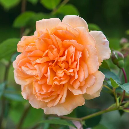 Dame Judi Dench® English Shrub Rose - David Austin Roses