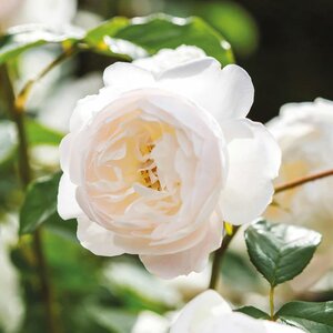 Desdemona® English Shrub Rose - David Austin Roses