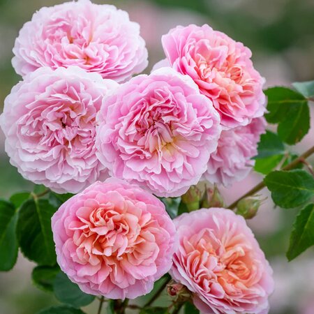 Eustacia Vye® English Shrub Rose - David Austin Roses