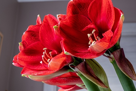 Forced Bulbs for a Festive Display - Friday 6th November 2026