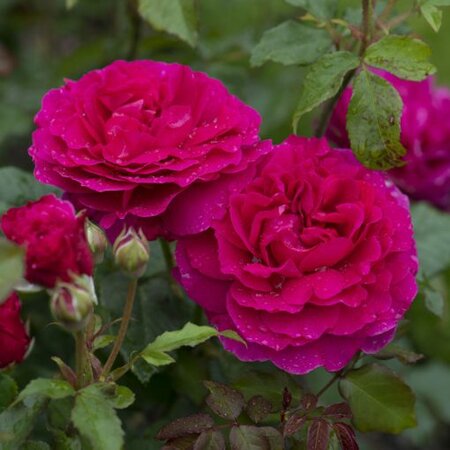 Gabriel Oak® English Shrub Rose By David Austin
