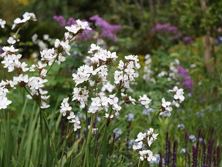 Gardening in a Changing Climate: Drought Tolerant Plants & Gardening - Tuesday 1st June 2027