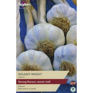 Garlic - Solent Wight (1 per pack)