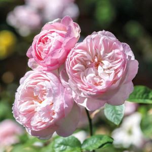 Gentle Hermione English Shrub Rose - David Austin Roses