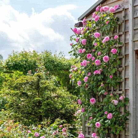 Gertrude Jekyll® English Climbing Rose - David Austin Roses