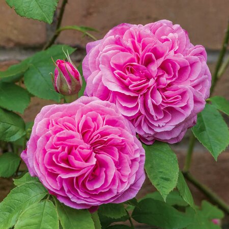 Gertrude Jekyll® English Shrub Rose - David Austin Roses