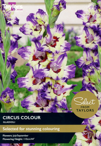 Gladioli - Circus Colour (15 per Pack)