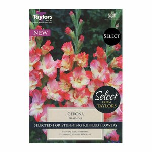 Gladioli - Gerona (18 per pack)