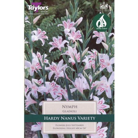 Gladioli - Nymph (8 per Pack)