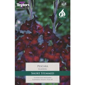 Gladioli - Pescara (10 per Pack)