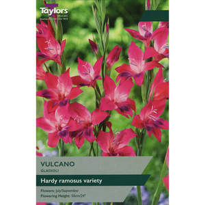 Gladioli - Vulcano (8 per Pack)
