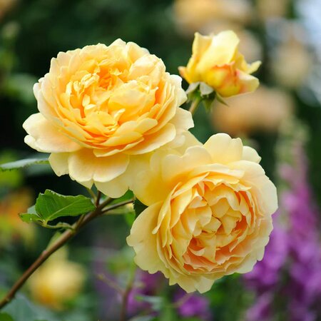 Golden Celebration® English Shrub Rose - David Austin Roses