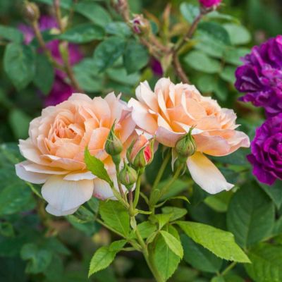 Grace English Shrub Rose - David Austin Roses