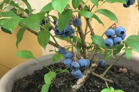Growing Fruit & Veg in Small Spaces Workshop - Tuesday 6th April 2027