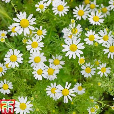 Herb Seeds - Chamomile