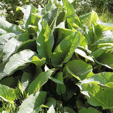 Herb Seeds - Comfrey