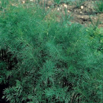 Herb Seeds - Dill