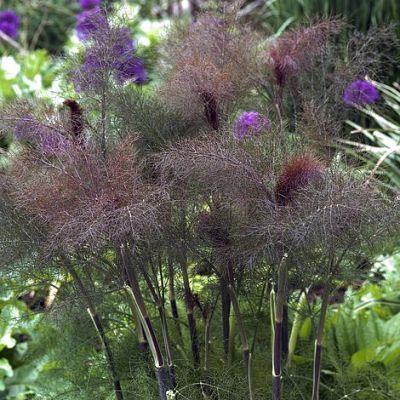 Herb Seeds - Fennel (Bronze)