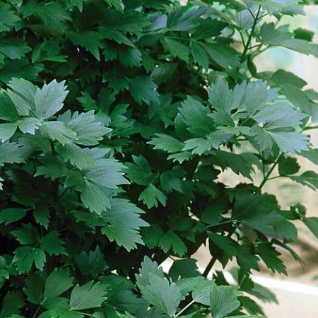 Herb Seeds - Lovage