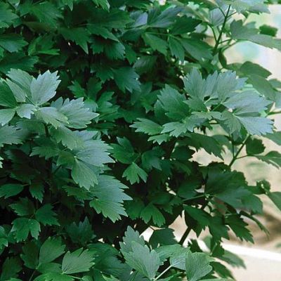 Herb Seeds - Lovage