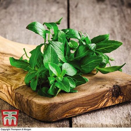 Herb Seeds - Organic Basil 'Classico'