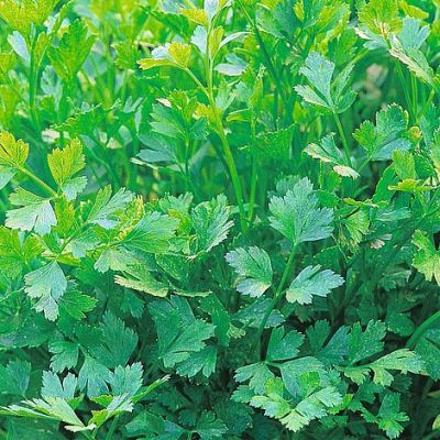 Herb Seeds - Parsley Plain Leaved (Sheeps) 2