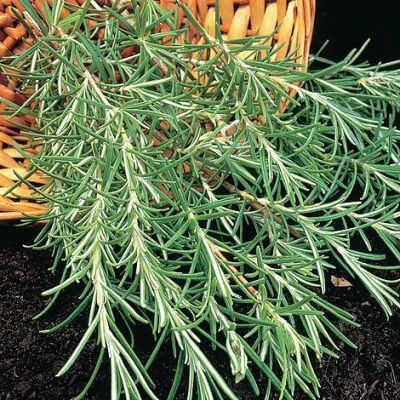 Herb Seeds - Rosemary