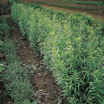 Herb Seeds - Russian Tarragon