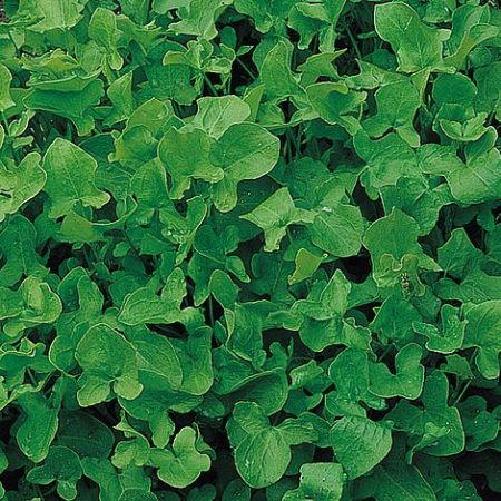 Herb Seeds - Sorrel