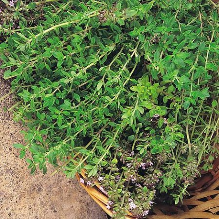 Herb Seeds - Thyme Old English
