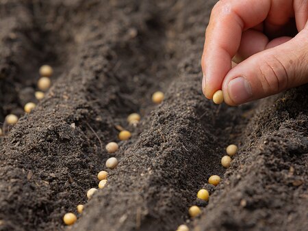 How to Grow New Plants from Seed Workshop - Tuesday 2nd February 2027