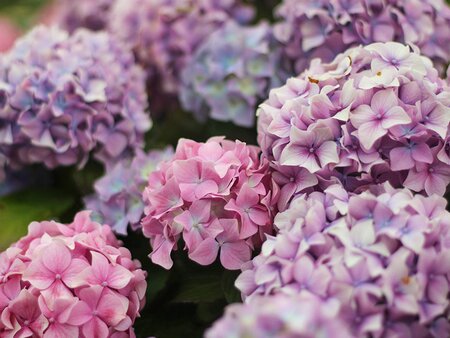 Hydrangea Masterclass - Tuesday 4th August 2026