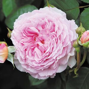 James Galway English Climbing Rose - David Austin Roses