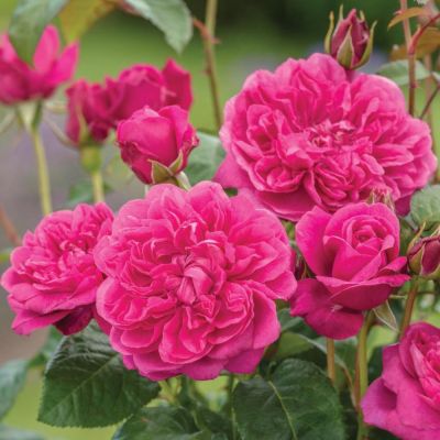 James L. Austin English Shrub Rose - David Austin Roses