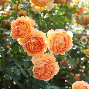 Lady of Shalott® English Shrub Rose - David Austin Roses