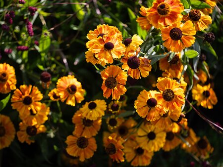 Late & Long Flowering Perennials & Bulbs Masterclass - Tuesday 21st July 2026