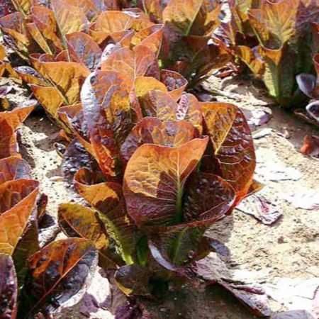 Lettuce Seeds - Dixter