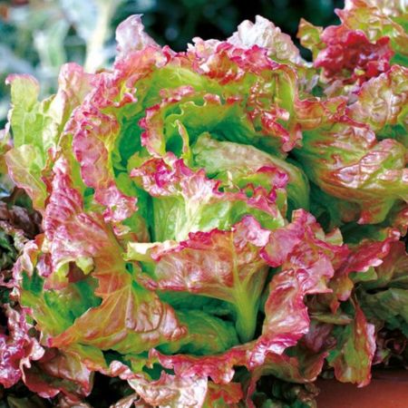 Lettuce Seeds - Rossa Di Trento